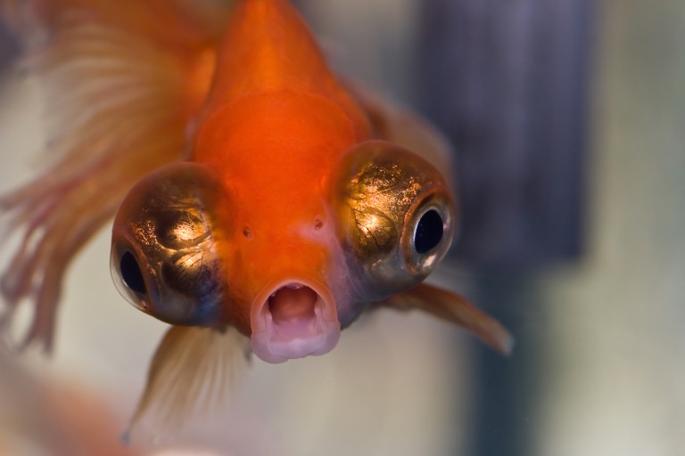 Power-Crazed Goldfish Plotting World Domination Under ‘Year of Mobile ...